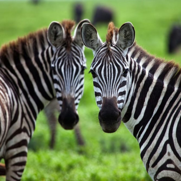 2nakedzebras